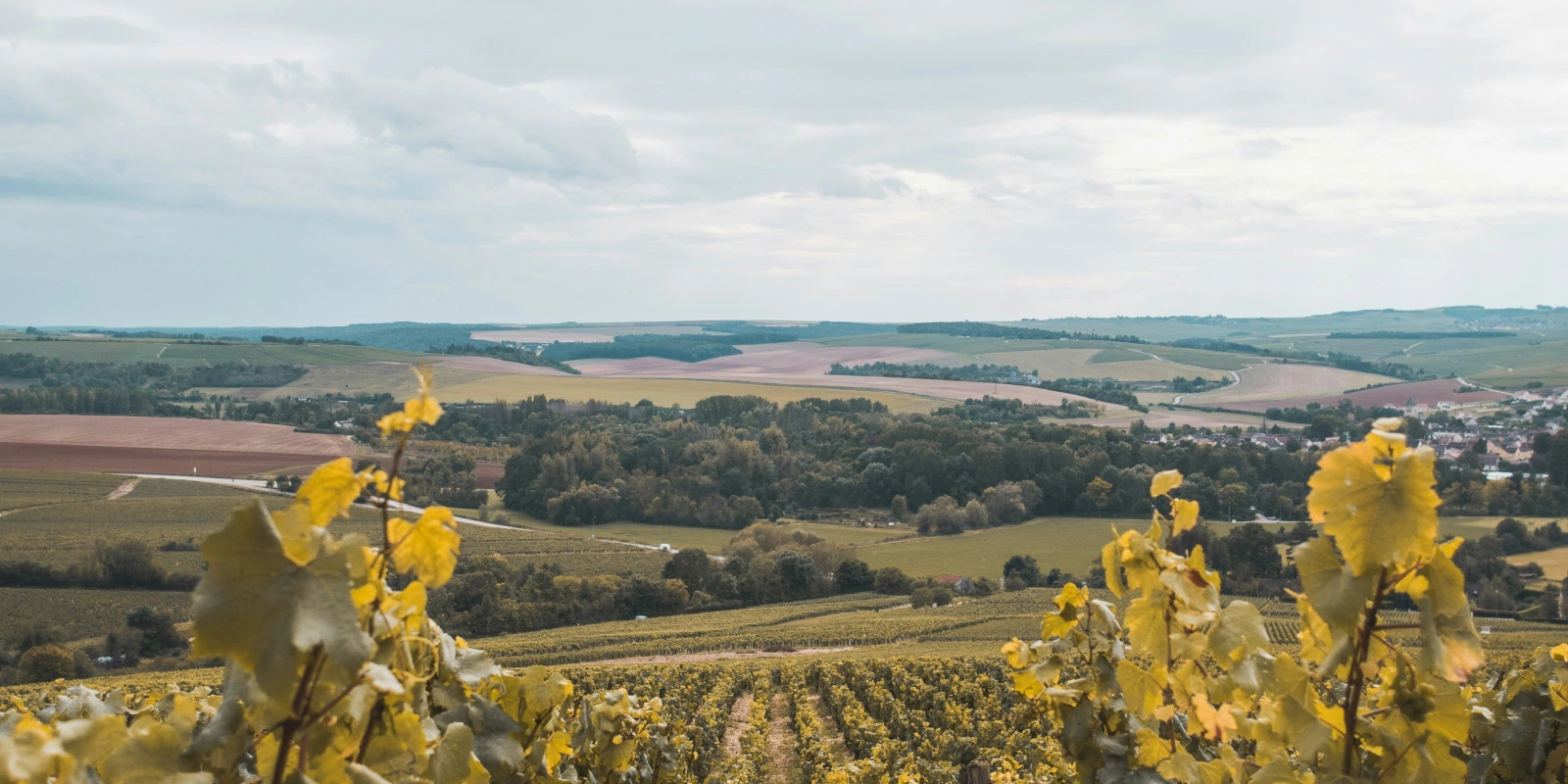 Licence Musicologie à Distance avec le CNED